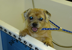 Dial a Dog Wash: Mobile Dog Groomers Leamington and Warwick